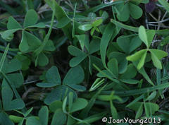 Oxalis smithiana