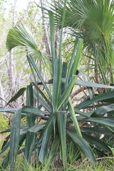 Agave decipiens