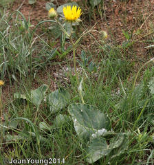 Berkheya speciosa speciosa