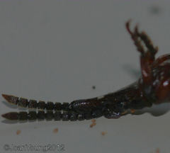 Amorphocephalina