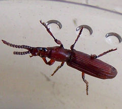Amorphocephalina
