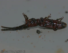 Amorphocephalina