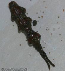 Amorphocephalina