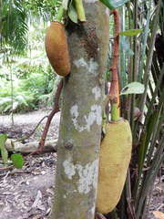 Artocarpus integer
