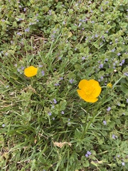 Ranunculus multifidus