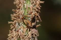 Micropterix