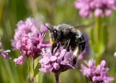 Habropoda miserabilis
