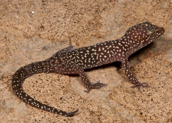 Marais Thicktoe Gecko