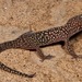 Pachydactylus maraisi - Photo (c) joanyoung, alguns direitos reservados (CC BY-NC)