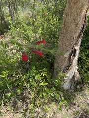 Gambelia
