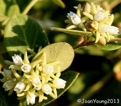 Cynanchum natalitium