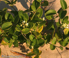 Cynanchum natalitium