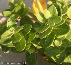 Cynanchum natalitium