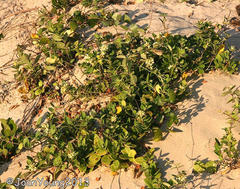 Cynanchum natalitium