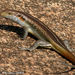 Rainbow Skink - Photo (c) joanyoung, some rights reserved (CC BY-NC)