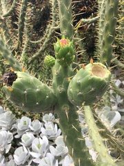 Austrocylindropuntia