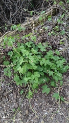 Humulus lupulus