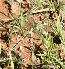 Ceratogomphus pictus