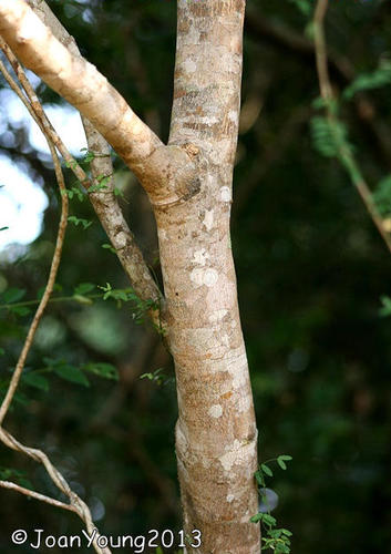 white-ironwood