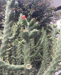 Austrocylindropuntia
