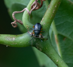 Nodocolaspis tarsata
