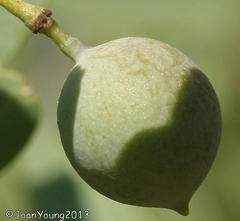Olea europaea cuspidata