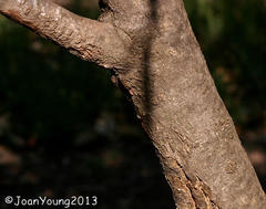 Olea europaea cuspidata
