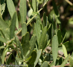 Olea europaea cuspidata