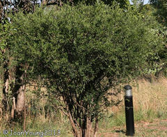 Olea europaea cuspidata