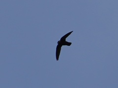 Cypseloides cherriei