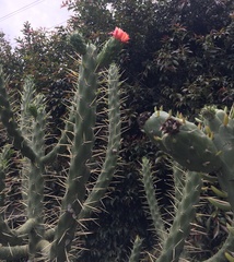 Austrocylindropuntia