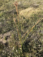 Androtrichum trigynum