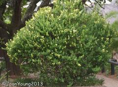 Barleria rotundifolia