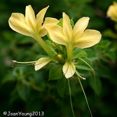 Barleria rotundifolia