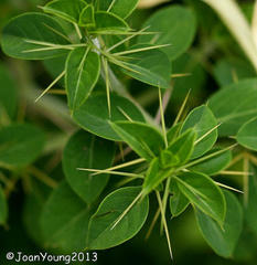 Barleria rotundifolia