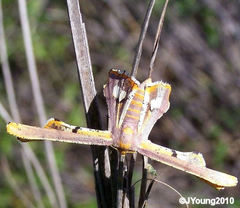 Coenina poecilaria