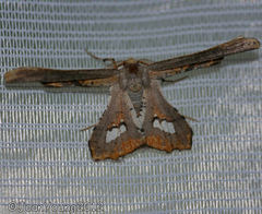 Coenina poecilaria