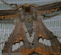 Coenina poecilaria