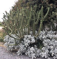 Austrocylindropuntia