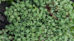 Sedum pallidum