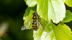 Epistrophella euchroma