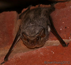 Taphozous mauritianus