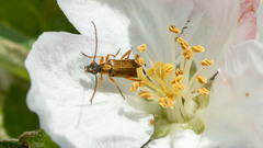 Grammoptera ustulata