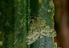 Protosteira spectabilis
