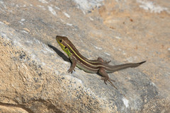 Lacerta diplochondrodes cariensis