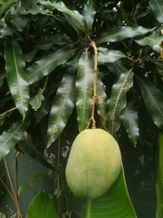 Mangifera indica image