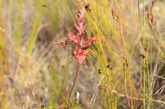 Tritoniopsis pulchra
