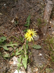 Taraxacum officinale