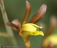 Eulophia hereroensis
