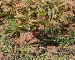 Lannea edulis edulis